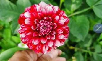 Imagem 6: Chácara na Avenida Japão (Aroeiras