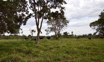 Imagem 4: FAZENDA Á VENDA EM NIOAQUE MS - 1.182 HECTARES (DUPLA APTIDÃO