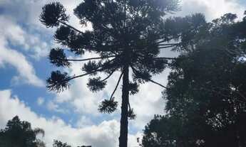 Imagem 6: Linda chácara em Campo Alegre SC - 9.000 m²