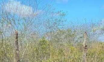 Imagem 3: Excelente Fazenda com 497 hectares na região de João Câmara terra com grande potencial