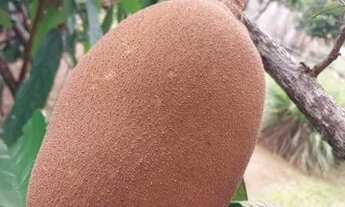 Imagem 5: Vendo ou troco chácara 30 mil