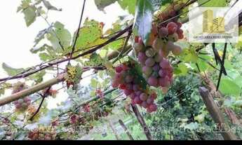 Imagem 2: Chácara com 2 dormitórios à venda, 13000 m² por R$ 955.000 - Tataúba - Caçapava/SP