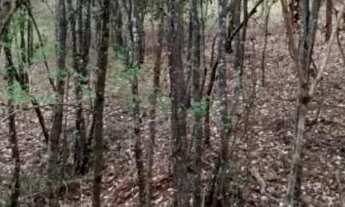 Imagem 6: Chácara 22mil m2 dentro de Anápolis só R$ 1.500.000