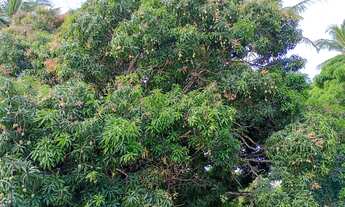 Imagem 2: Sítio a venda! Chácara com venda por R$180.000