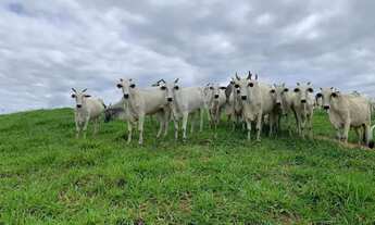 Imagem 7: VENDA-SE ESTÁ FAZENDA DE 96 ALQUIRES NO Espirito Santo/ES