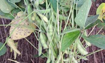 Imagem: Àrea de 768 hectares na região da cidade