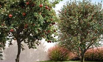 Imagem 7: Apartamento em Cidade Satélite - Torres dos Potiguaras - Entrada Parcelada em até 90x