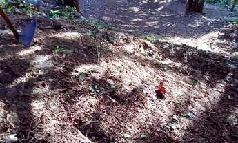 Imagem 2: Venda ou troca Mauzinho 2