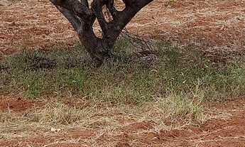 Imagem 6: Sítio com duas tarefas