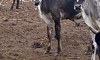 Imagem 2: Venda de um sítio em José de Freitas - PI