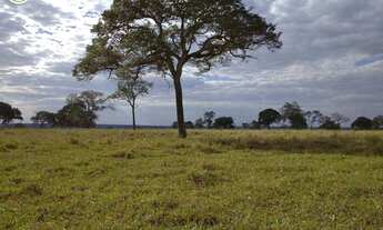 Imagem 2: FAZENDA Á VENDA EM NIOAQUE MS - 1.182 HECTARES (DUPLA APTIDÃO