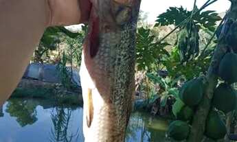 Imagem 5: VENDE-SE CHÁCARA