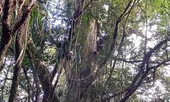 Imagem 4: Fazenda com 3 dormitórios à venda, 2480000 m² por R$ 6.500.000 - Zona Rural. - Juquiá/SP