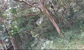 Imagem 3: VÊNDO CHÁCARA Chácara com venda por R$350.000