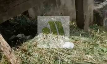 Imagem 4: Terreno em Vila Polopoli - São Paulo