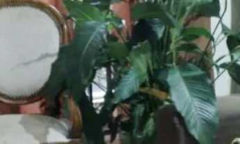 Imagem 4: Casa 3 qts suite ampla, São José dos Pinhais bairro nobre