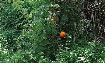 Imagem 3: Terreno à venda, 360 m² por R$ 630.000,00 - Camboinhas - Niterói/RJ