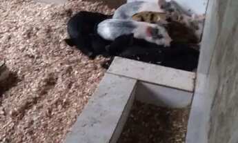 Imagem 7: Velleda oferece lindo sítio meio hectare em Águas Claras, com linda casa e salão de festas