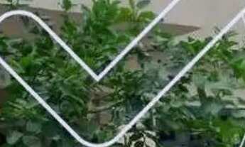 Imagem 5: Casa para locação no Residencial 3 - Alphaville, Barueri