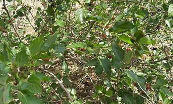 Imagem 3: Vendo este Lote Terreno / lote com venda por R$75.000