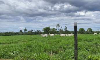 Imagem 3: Arrendo fazenda para 2 mil bezerros