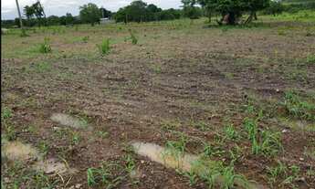 Imagem: Uma Excelente Fazenda 145 alqueires em araguacema