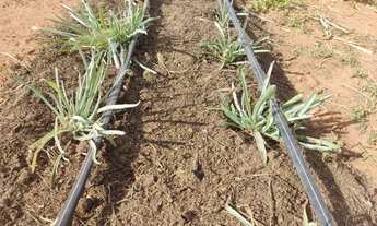 Imagem 7: Sitio 11.6 Ha na beira da rodovia 118