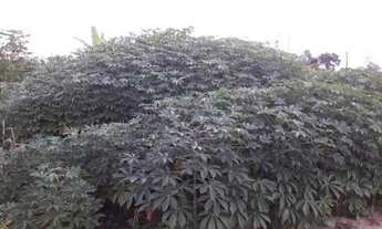 Imagem 3: Vendo chácara em Bofete