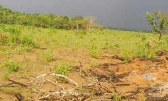 Imagem 4: Fazenda 235 alqueires Especial para soja no Vale do Araguaia TO