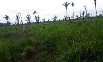 Imagem 2: Fazendinha Chácara com venda por R$1.000.000