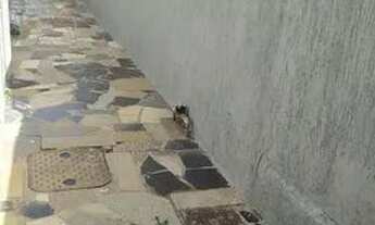 Imagem 4: Casa de fundos para aluguel