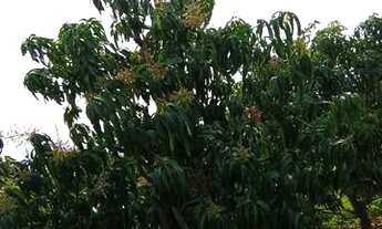 Imagem 5: FAZENDA RETIRO Fazenda / sítio com venda por R$900.000