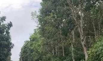 Imagem: Rodovia Am 010, Área Rural com 1.500ha