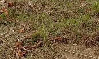 Imagem 3: Lote 1500 m Terreno / lote com venda por R$45.000