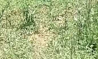 Imagem: Terreno a venda terreno medindo 6x7 Jd pinheirinho