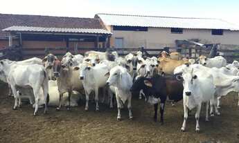 Imagem 2: Excelente fazenda gado corte e leiteiro, toda plana e 5 minutos centro da cidade frente es