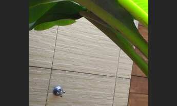 Imagem 7: Casa bonita, reformada 300m2 terreno liga 9_ *Diego9989f