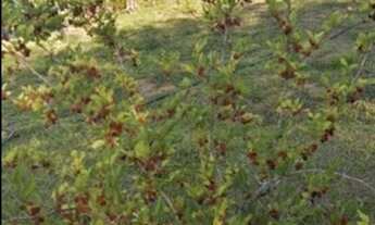 Imagem 5: Vendo chácara em Bofete