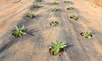 Imagem 6: Sitio 11.6 Ha na beira da rodovia 118