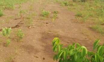 Imagem 5: Fazenda 235 alqueires Especial para soja no Vale do Araguaia TO