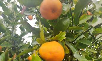 Imagem 5: Fazenda/Sítio/Chácara para venda tem 2 metros quadrados com 2 quartos