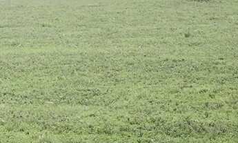 Imagem 11: VENDO FAZENDA DE 900 HECTARES EM CAÇAPAVA RIO GRANDE DO SUL