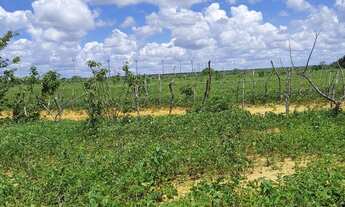 Imagem 5: Granja com 11 hectares na região de jndaira com poço tubular