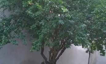 Imagem 2: Casa Casa com 3 dormitórios