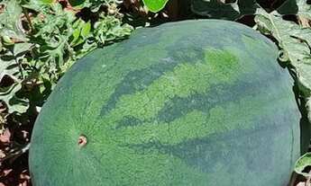 Imagem 3: Troco chácara Chácara com venda por R$50.000