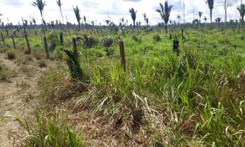 Imagem 4: Fazendinha Chácara com venda por R$1.000.000