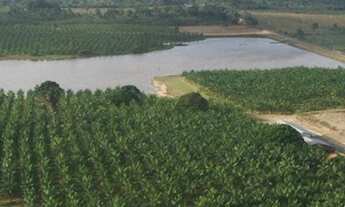 Imagem: FAZENDA DE AÇAÍ EM PENALVA