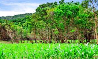 Imagem: Oportunidade. Vendo Fazendinhas com Riacho
