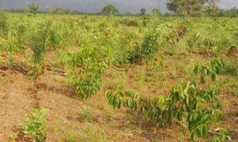 Imagem 2: Fazenda 235 alqueires Especial para soja no Vale do Araguaia TO