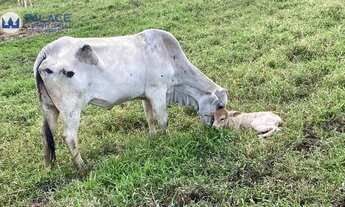 Imagem 2: Fazenda com 3 dormitórios à venda, 2480000 m² por R$ 6.500.000 - Zona Rural. - Juquiá/SP